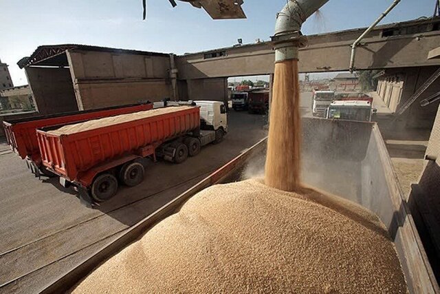 خرید بیش از ۶۷ هزار تن گندم در استان کهگیلویه و بویراحمد