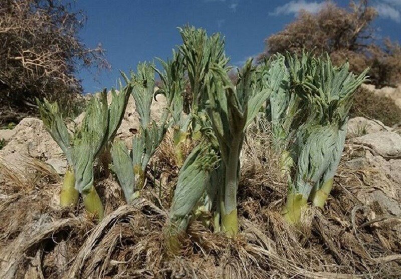 خوردن بیلهَر سبب ایجاد سرطان و کبد را نابود می‌کند