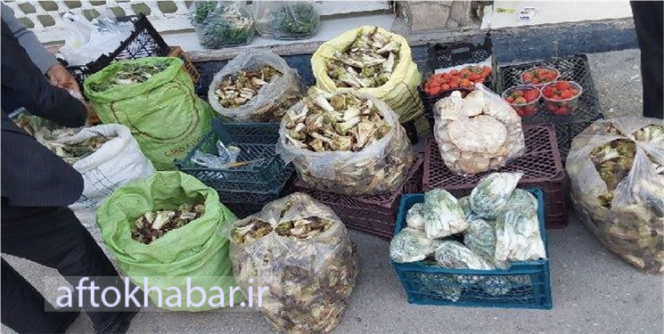 خطر انقراض گیاهان کوهی در کهگیلویه و بویراحمد؛ تیشه به ریشه طبیعت!