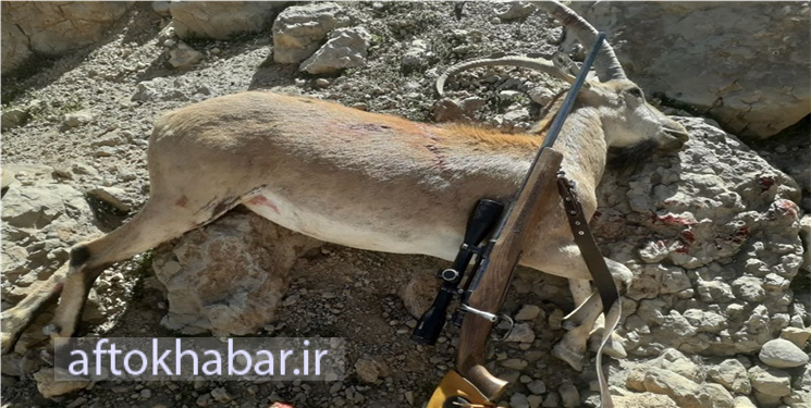 شکارچی متخلف خائیز در دام افتاد