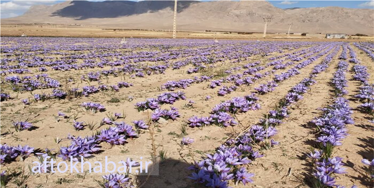 تولید زعفران در استان 30 درصد افزایش یافت/ مزایای و معایب کشت طلای سرخ در استان