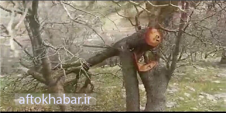 ماجرای قطع درختان در «میرغضب» بویراحمد چه بود؟
