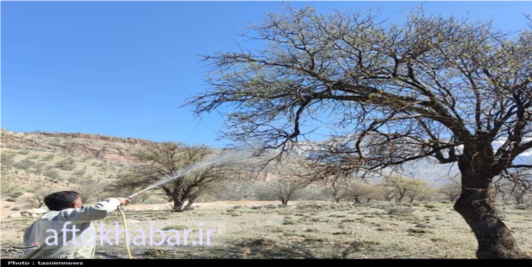 حمله پروانه جوانهخوار به ۲۵ هزار هکتار از جنگلهای بلوط کهگیلویه و بویراحمد