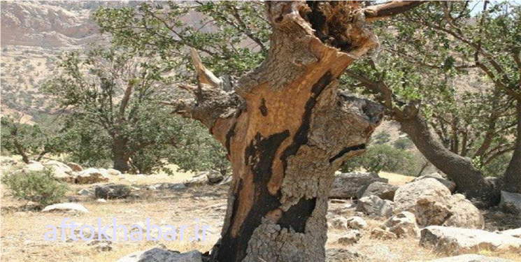 گسترش آفت جوانه‌خوار بلوط در ۷۰هزار هکتار از جنگل‌های کهگیلویه و بویراحمد