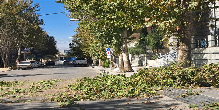 وقتی شهرداری یاسوج ریشه‌ درختان را می‌زند!/ تصاویر