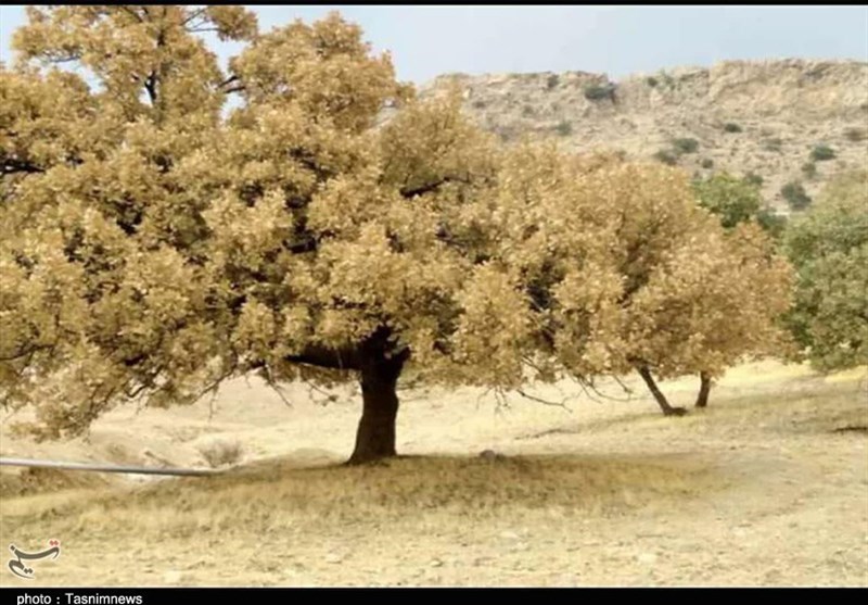 خطاب به منابع طبیعی کهگیلویه و بویراحمد؛ اسفند هم رسید چخبر از سمپاشی بلوط های زاگرس